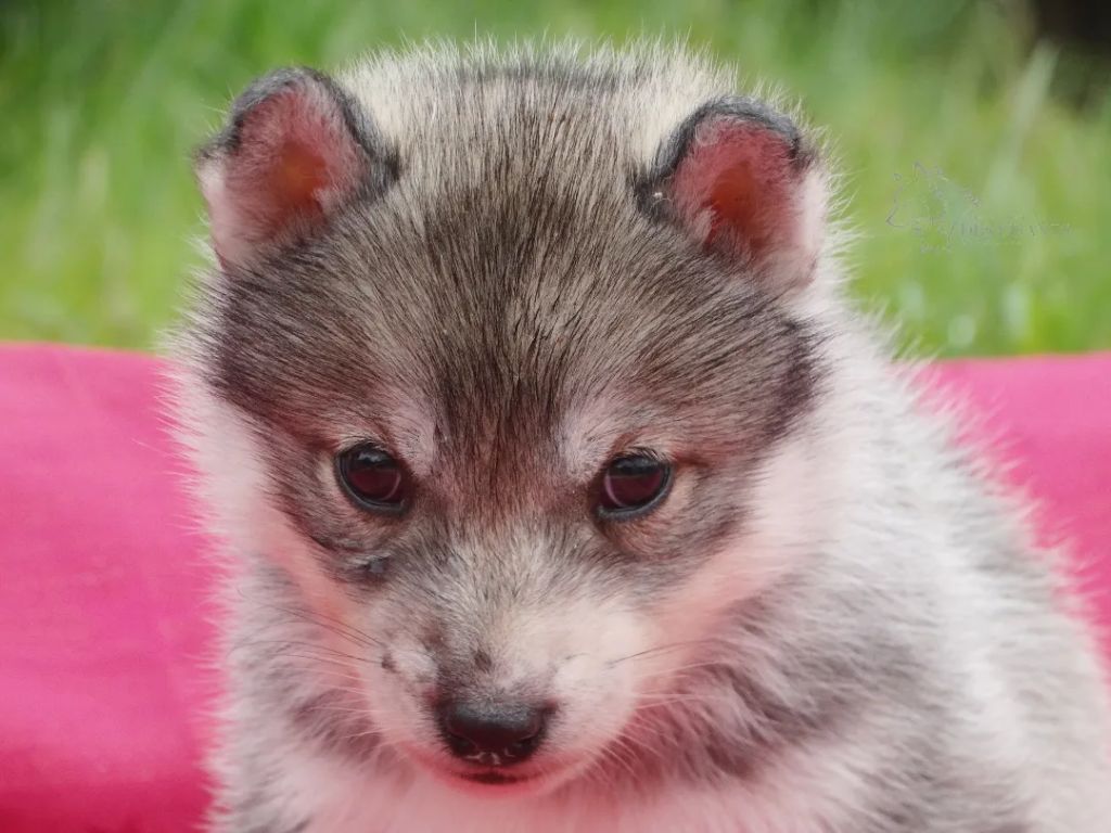 Des Chants Nordiques - Chiot disponible  - Siberian Husky
