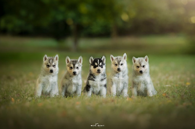 Des Chants Nordiques - Siberian Husky - Portée née le 02/08/2024