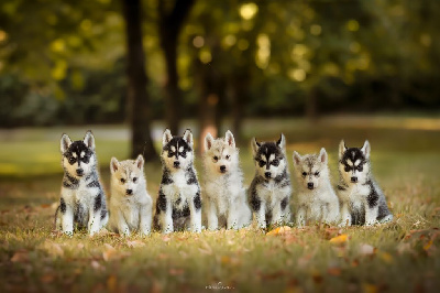 Des Chants Nordiques - Siberian Husky - Portée née le 24/07/2024