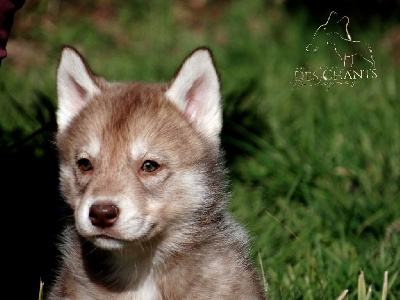 Des Chants Nordiques - Siberian Husky - Portée née le 10/01/2023