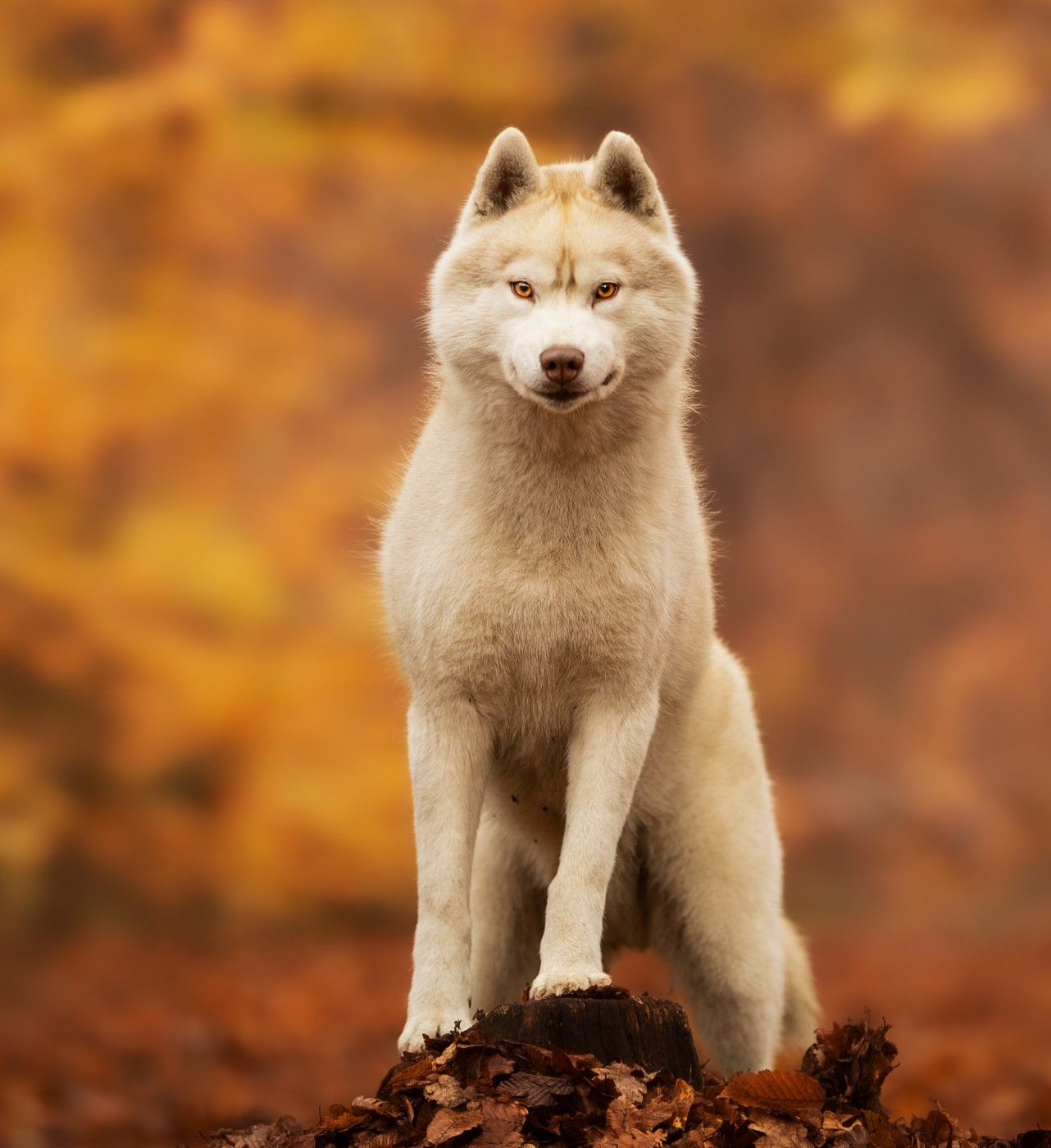 Thanos Du Royaume De Lecki