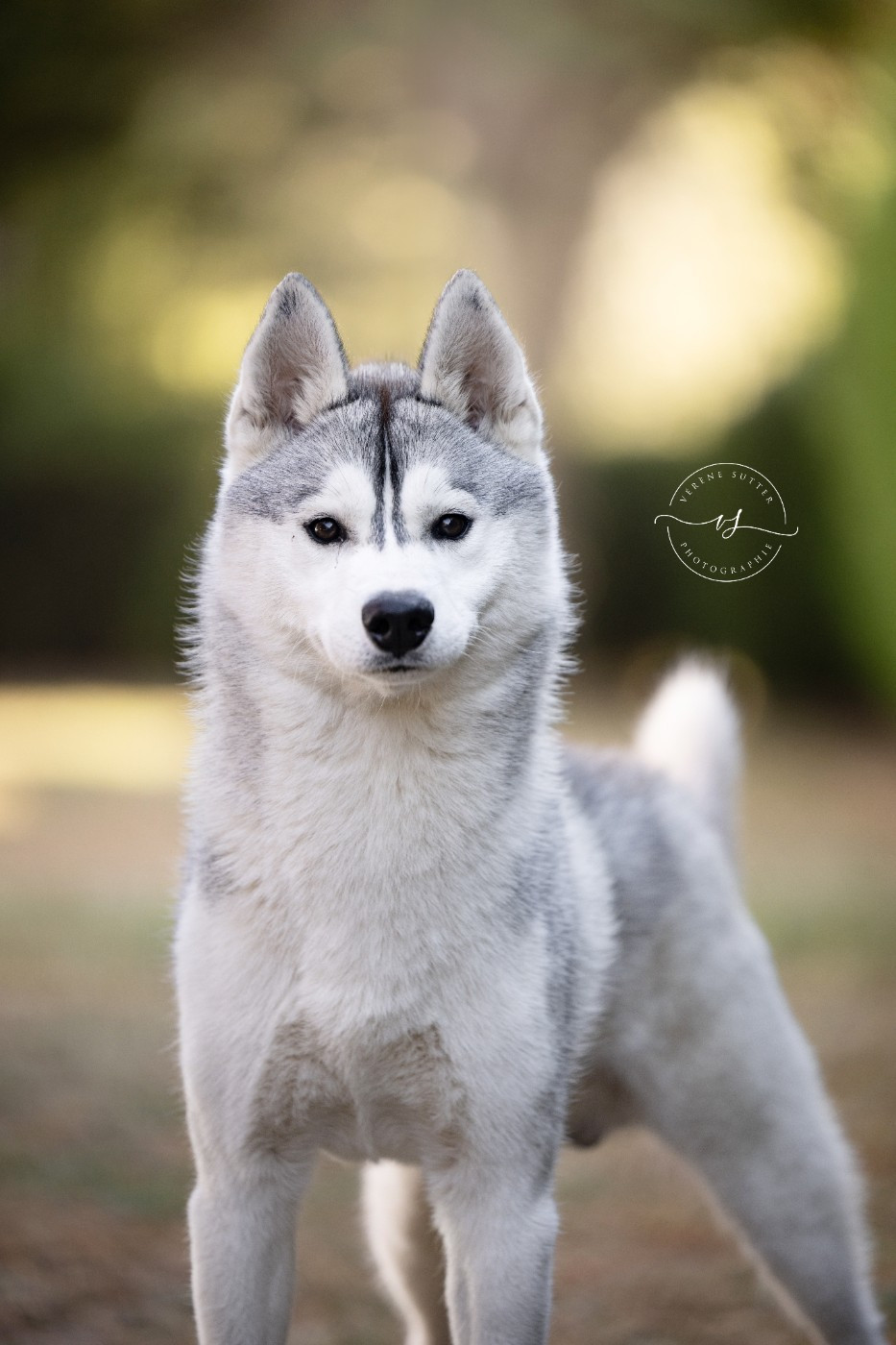Valar Des Chants Nordiques