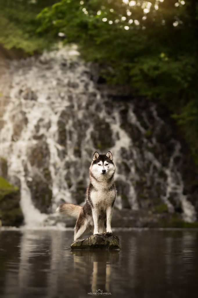 Vendi (dite wendy) bavivizary