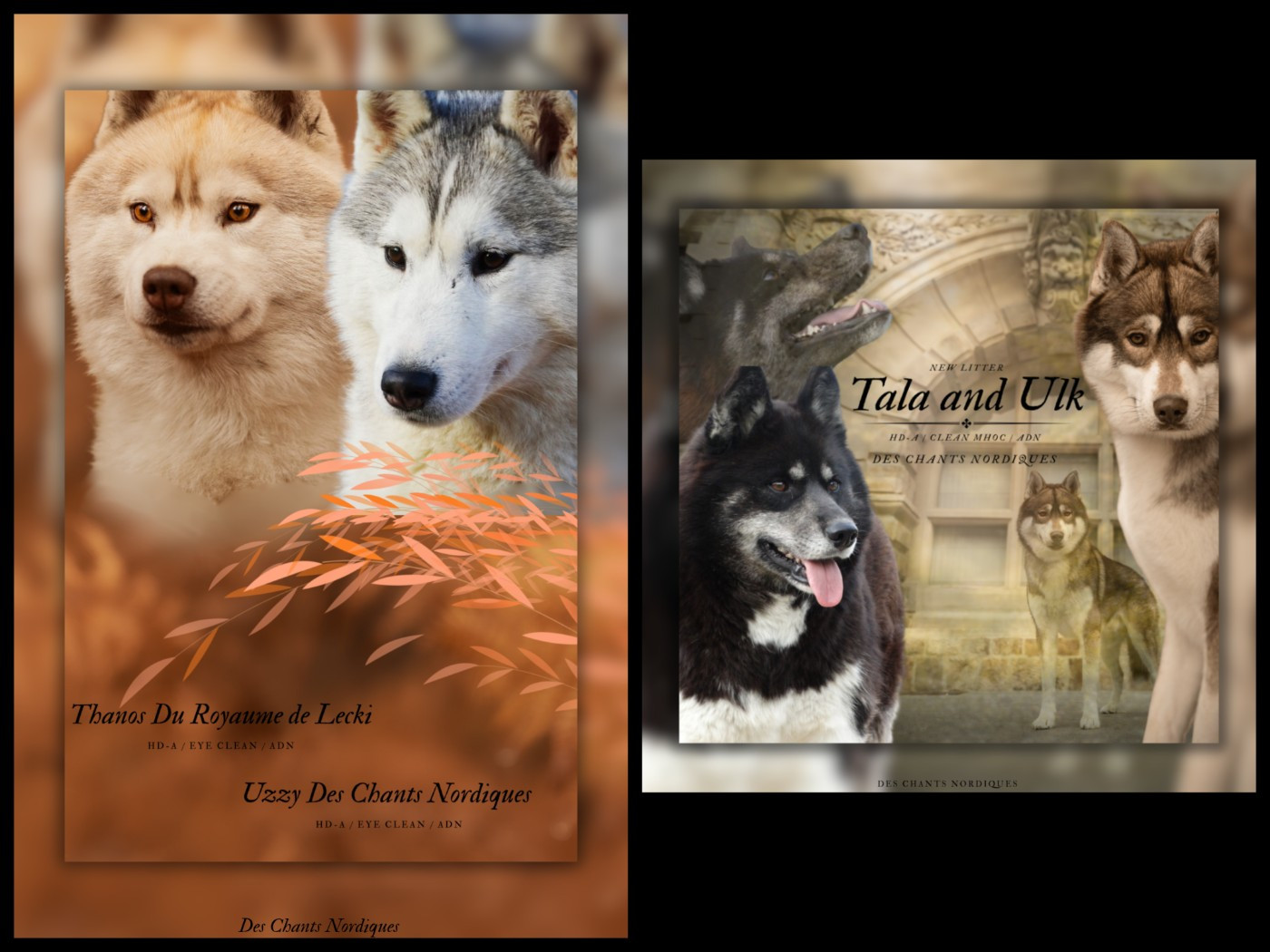 ✨ Printemps 2026 : Deux Portées d Exception à Réserver Dès Maintenant ✨