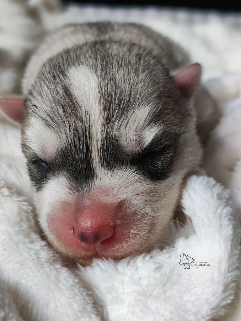Des Chants Nordiques - Chiots disponibles - Siberian Husky