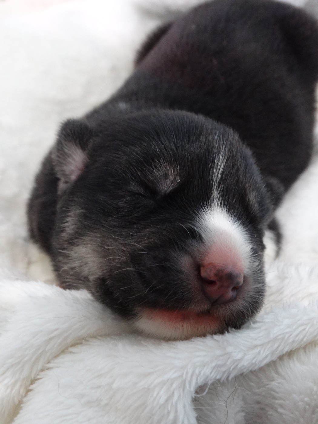 Des Chants Nordiques - Siberian Husky - Portée née le 15/04/2026