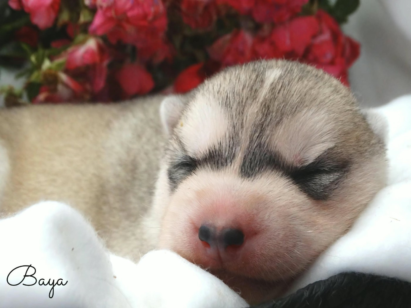 Des Chants Nordiques - Chiots disponibles - Siberian Husky