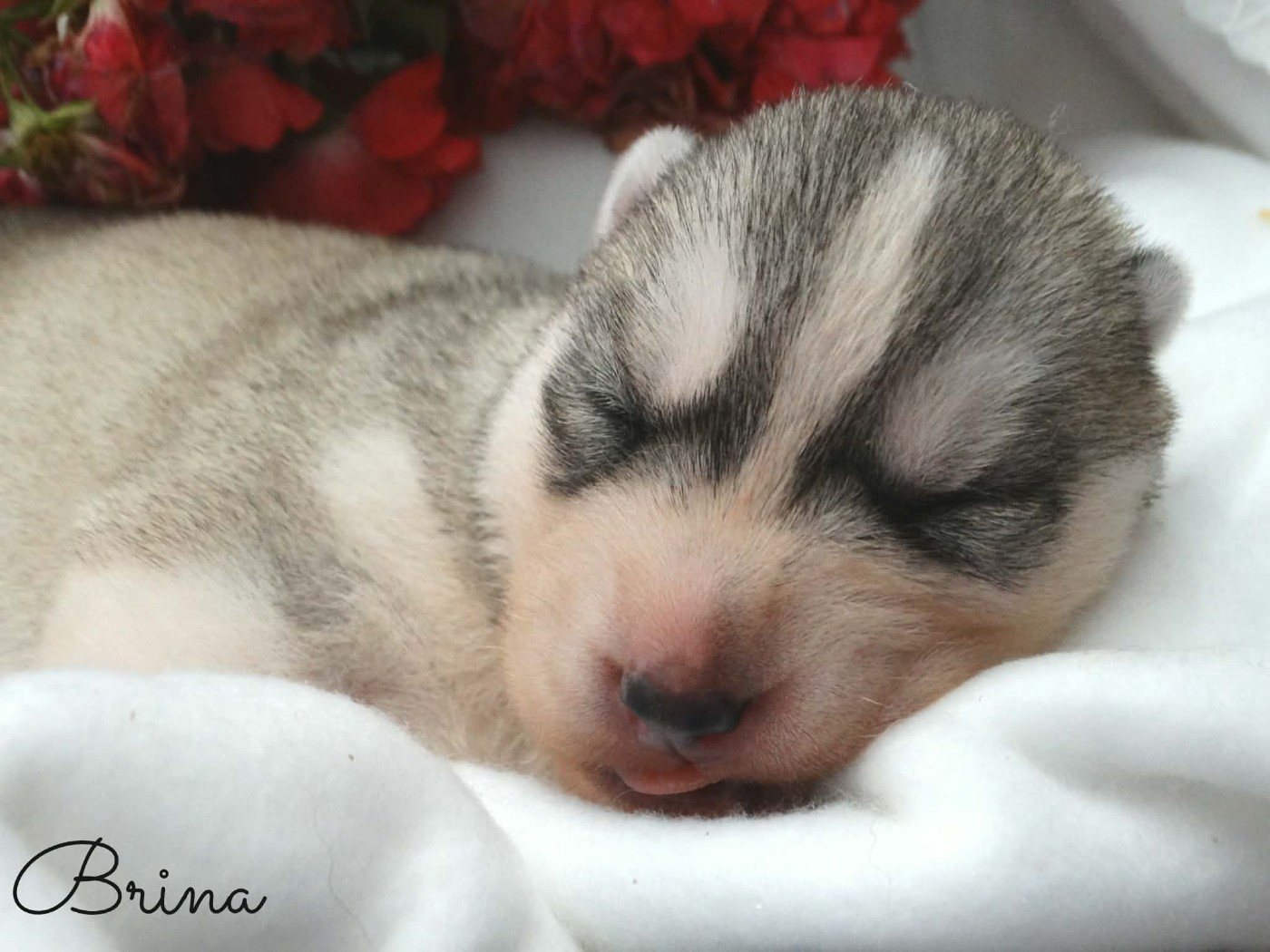 Des Chants Nordiques - Chiots disponibles - Siberian Husky