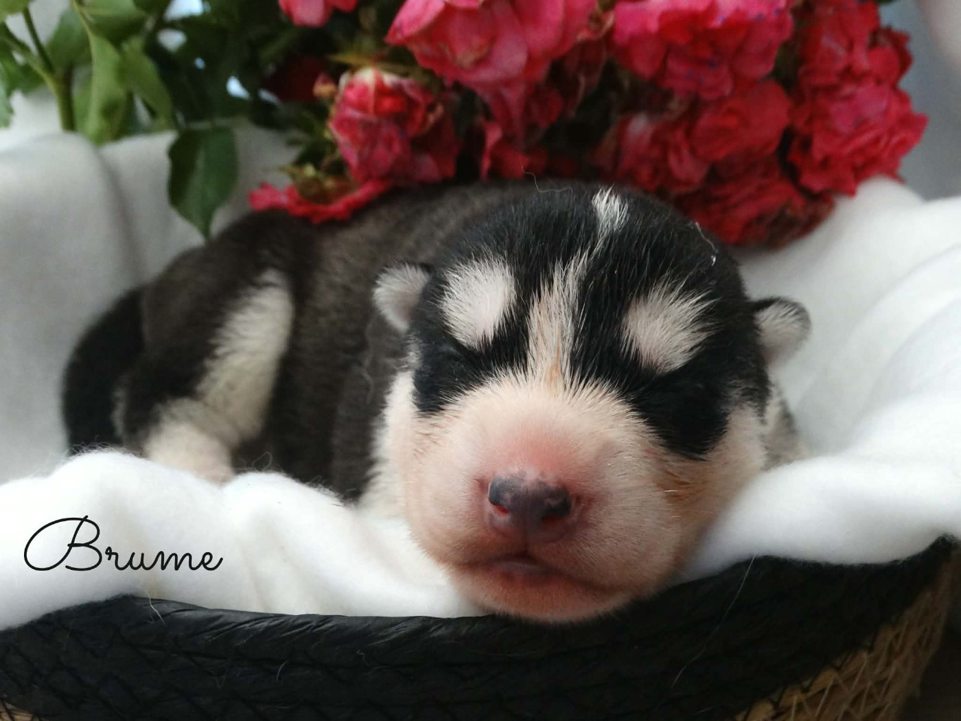 Des Chants Nordiques - Chiots disponibles - Siberian Husky