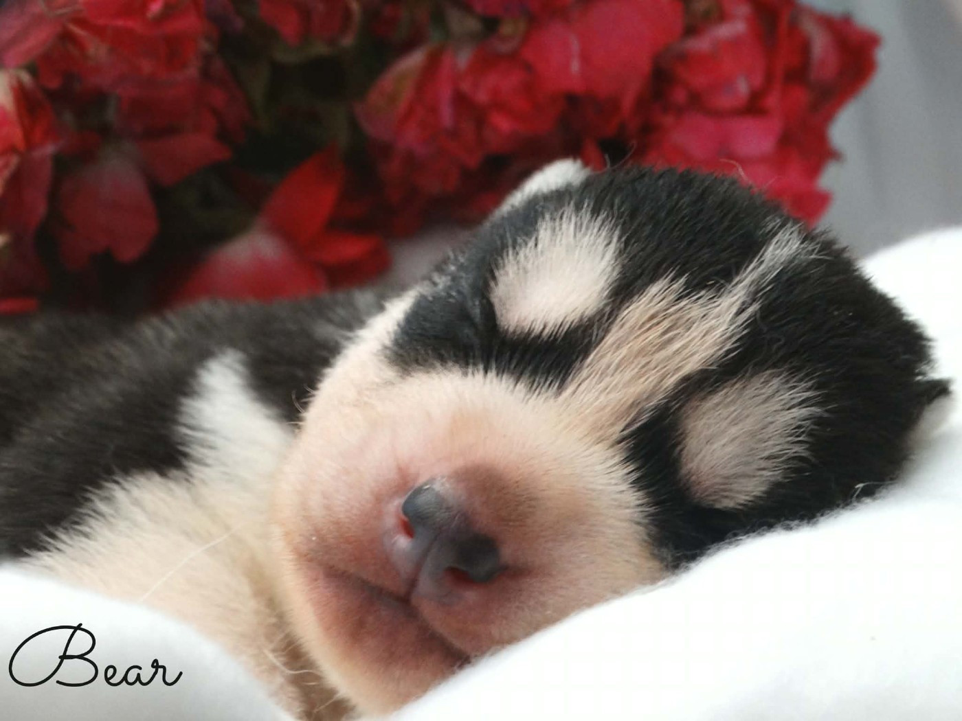 Des Chants Nordiques - Chiots disponibles - Siberian Husky
