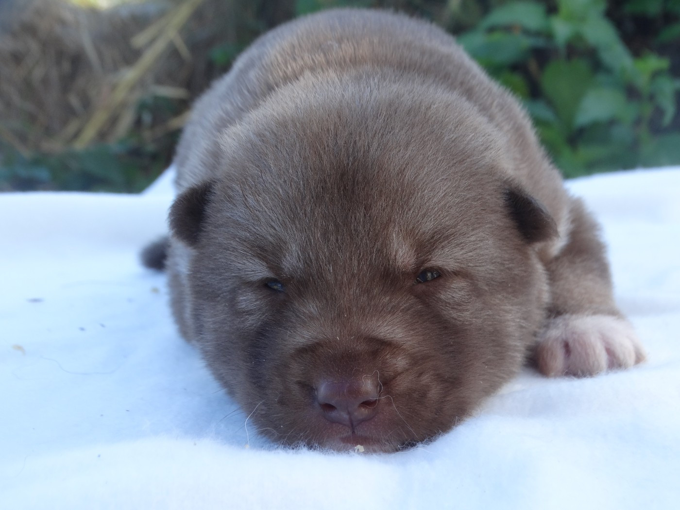 Des Chants Nordiques - Chiots disponibles - Siberian Husky