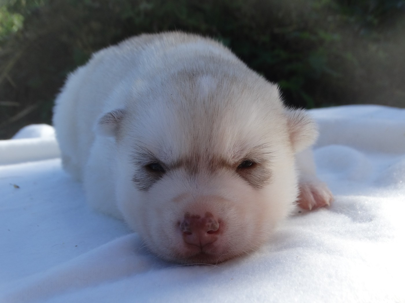 Des Chants Nordiques - Chiots disponibles - Siberian Husky