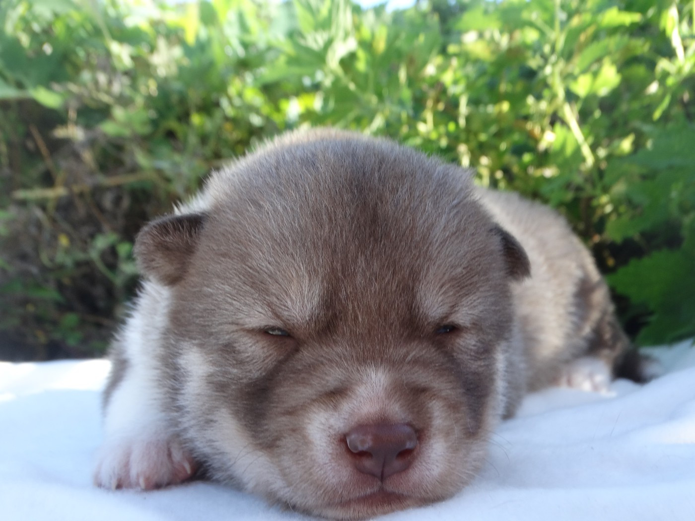 Des Chants Nordiques - Chiots disponibles - Siberian Husky