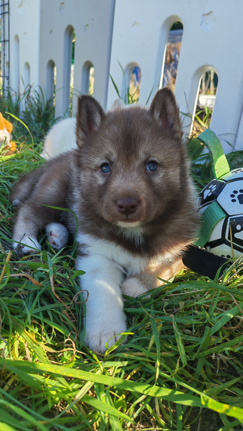 Des Chants Nordiques - Chiots disponibles - Siberian Husky
