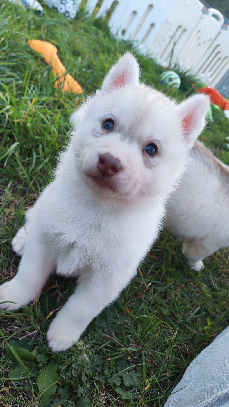 Des Chants Nordiques - Chiots disponibles - Siberian Husky