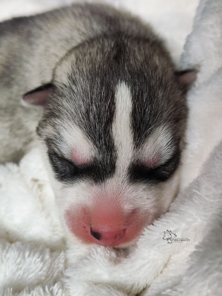 Des Chants Nordiques - Chiots disponibles - Siberian Husky