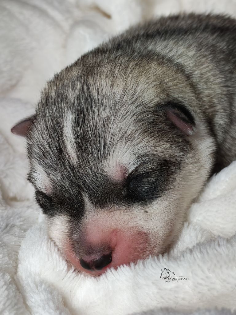 Des Chants Nordiques - Chiots disponibles - Siberian Husky