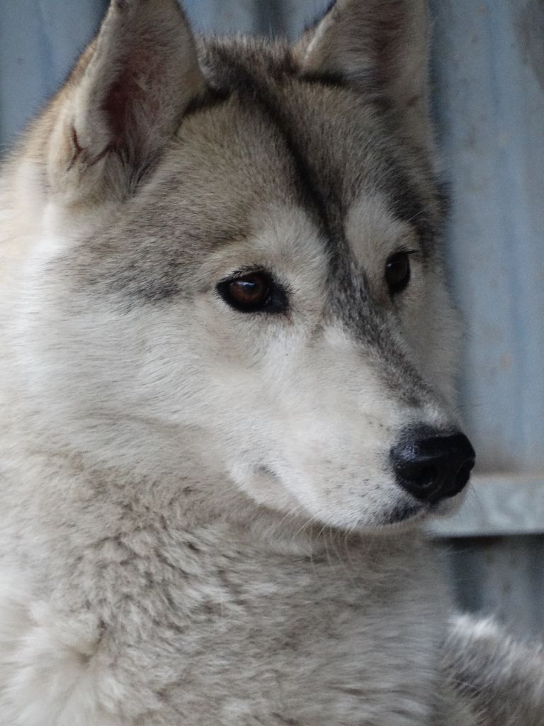 Des Chants Nordiques - Chiots disponibles - Siberian Husky