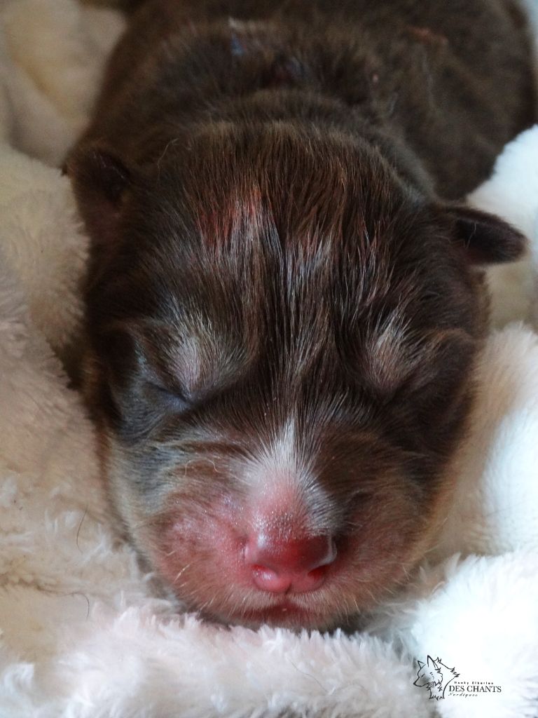 Des Chants Nordiques - Chiots disponibles - Siberian Husky