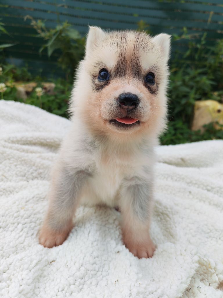Des Chants Nordiques - Chiots disponibles - Siberian Husky