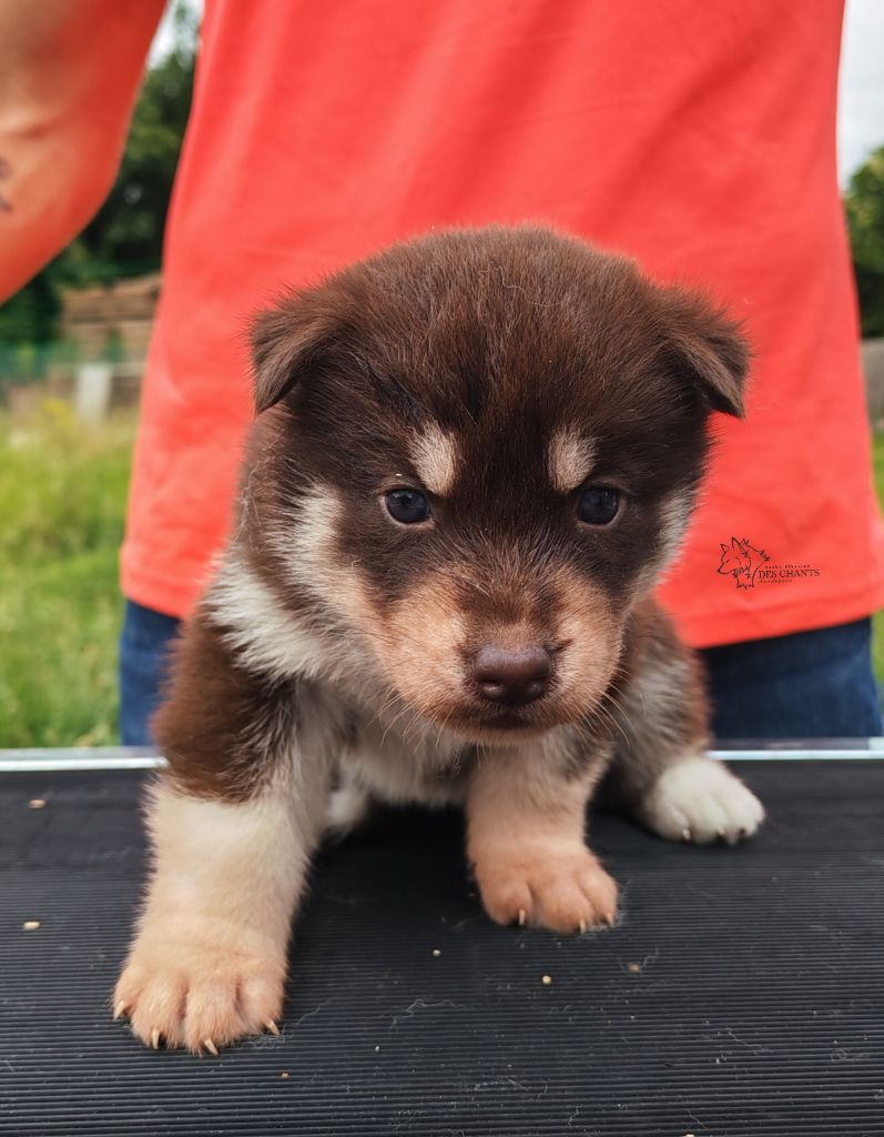 Des Chants Nordiques - Chiots disponibles - Siberian Husky