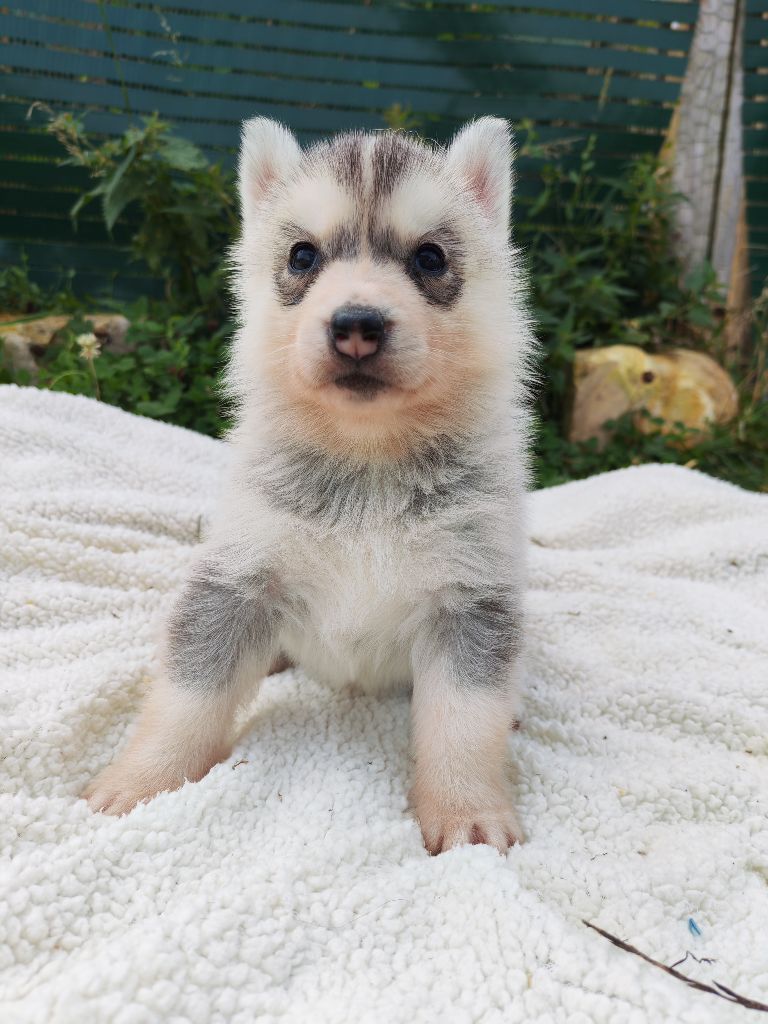 Des Chants Nordiques - Chiots disponibles - Siberian Husky