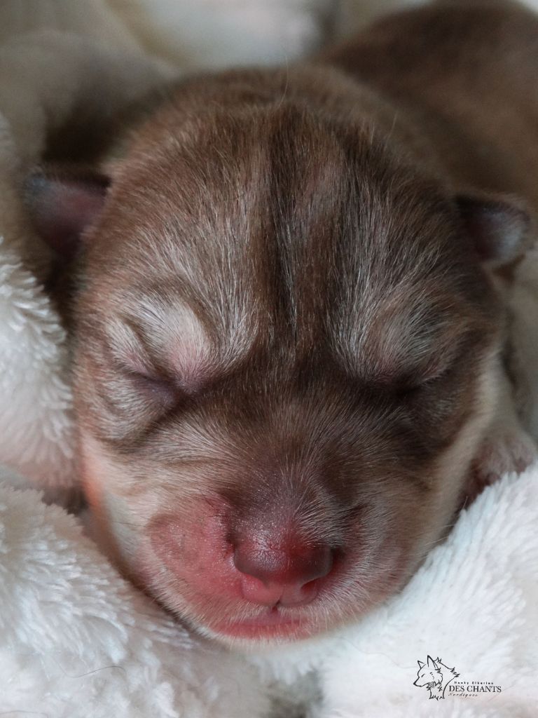 Des Chants Nordiques - Chiots disponibles - Siberian Husky