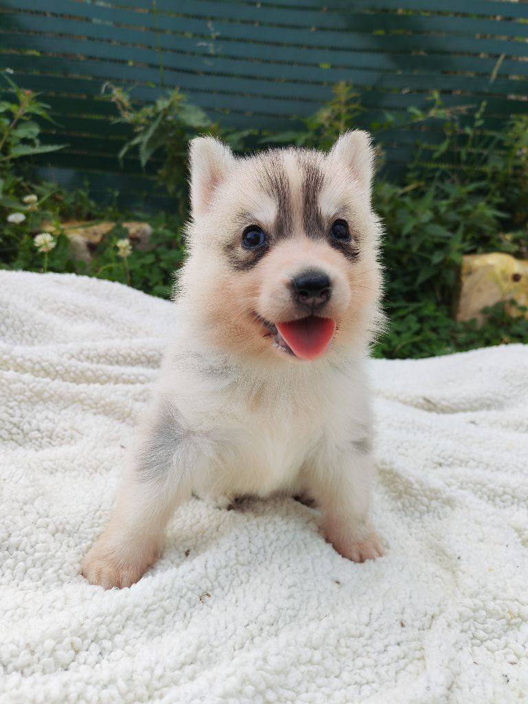 Des Chants Nordiques - Chiots disponibles - Siberian Husky
