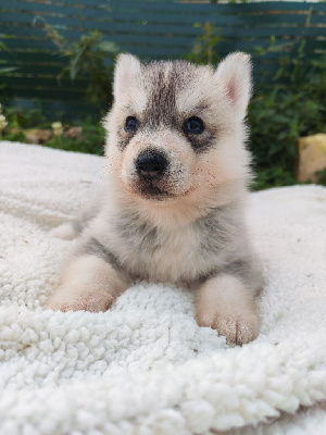 Arko