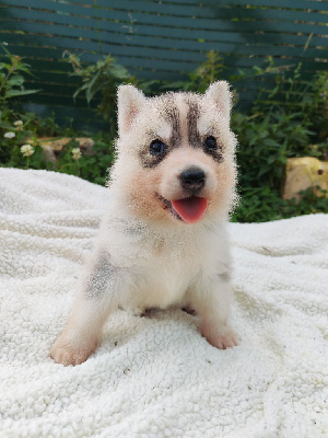 Ayla