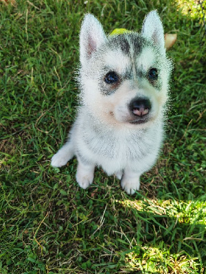 Asha