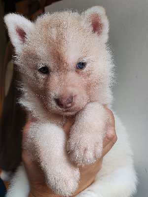 Akira