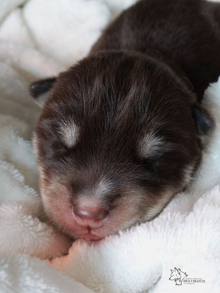 Des Chants Nordiques - Chiots disponibles - Siberian Husky