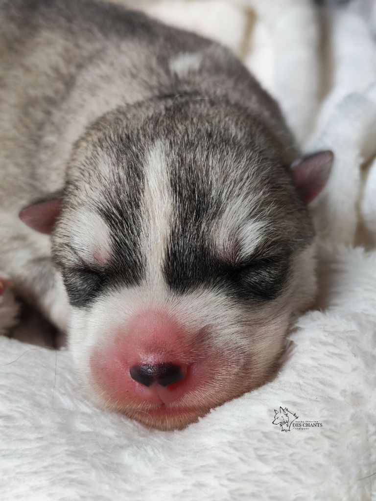 Des Chants Nordiques - Chiots disponibles - Siberian Husky