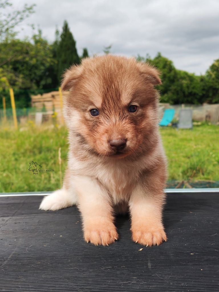 Des Chants Nordiques - Chiots disponibles - Siberian Husky