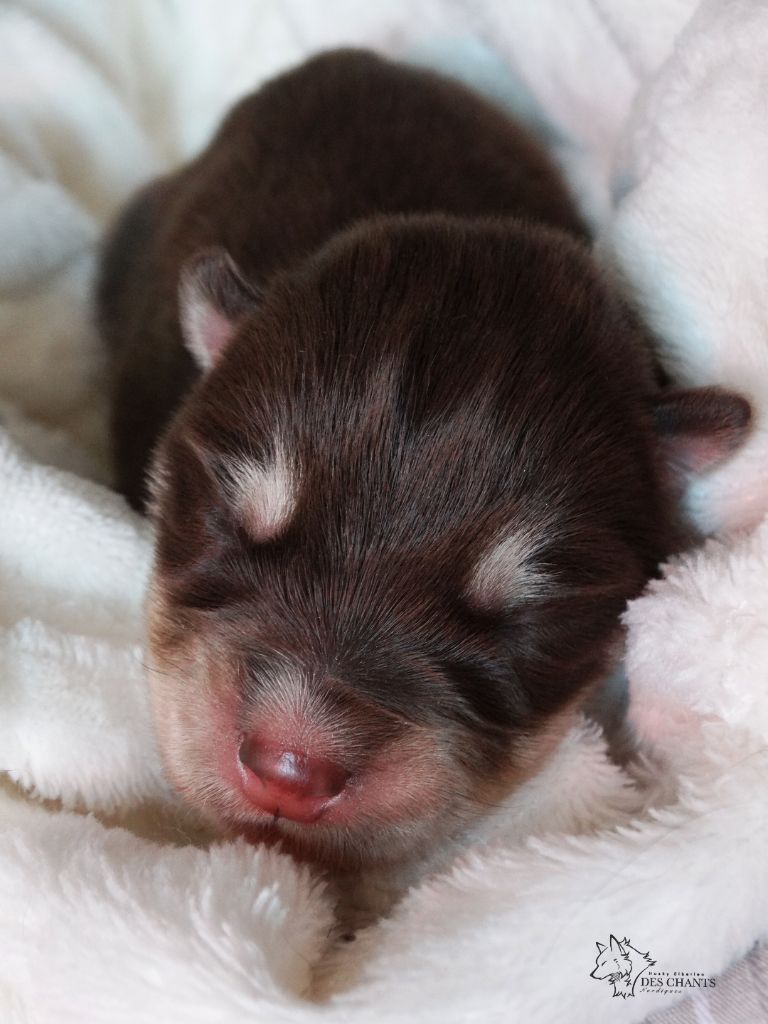 Des Chants Nordiques - Chiots disponibles - Siberian Husky