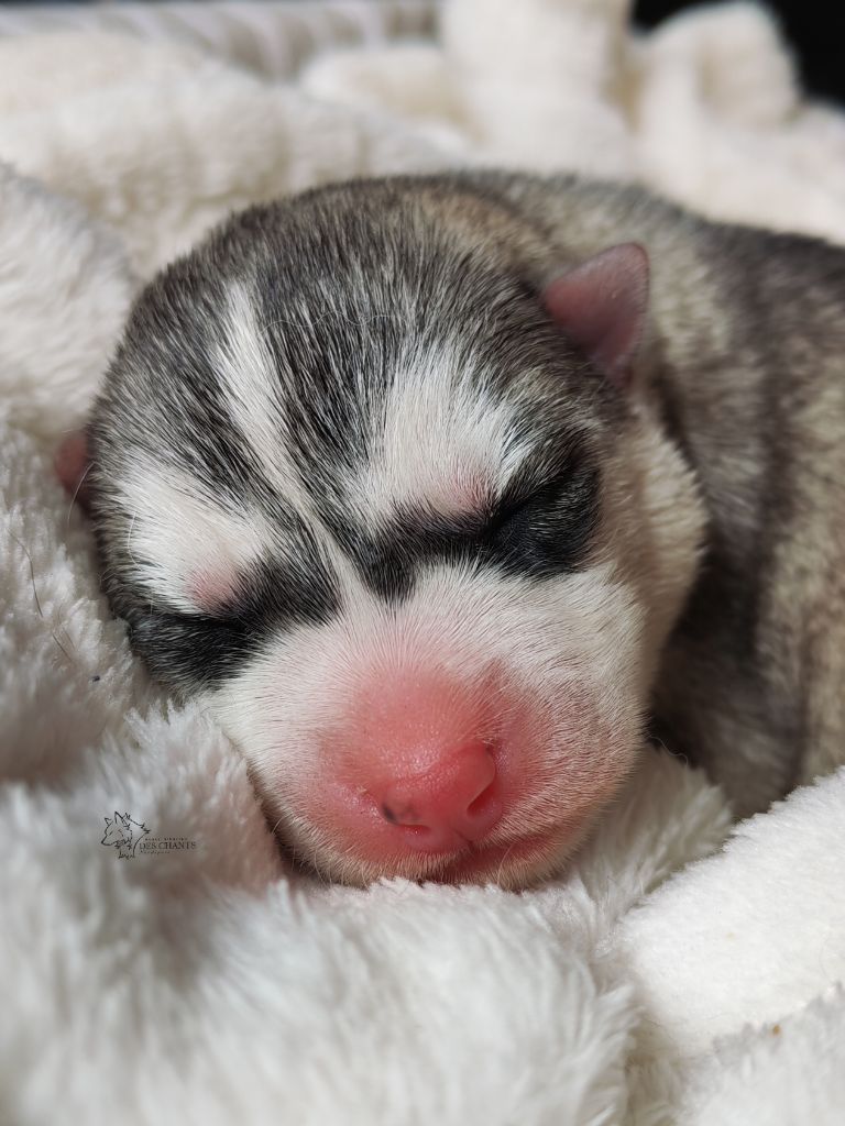 Des Chants Nordiques - Chiots disponibles - Siberian Husky