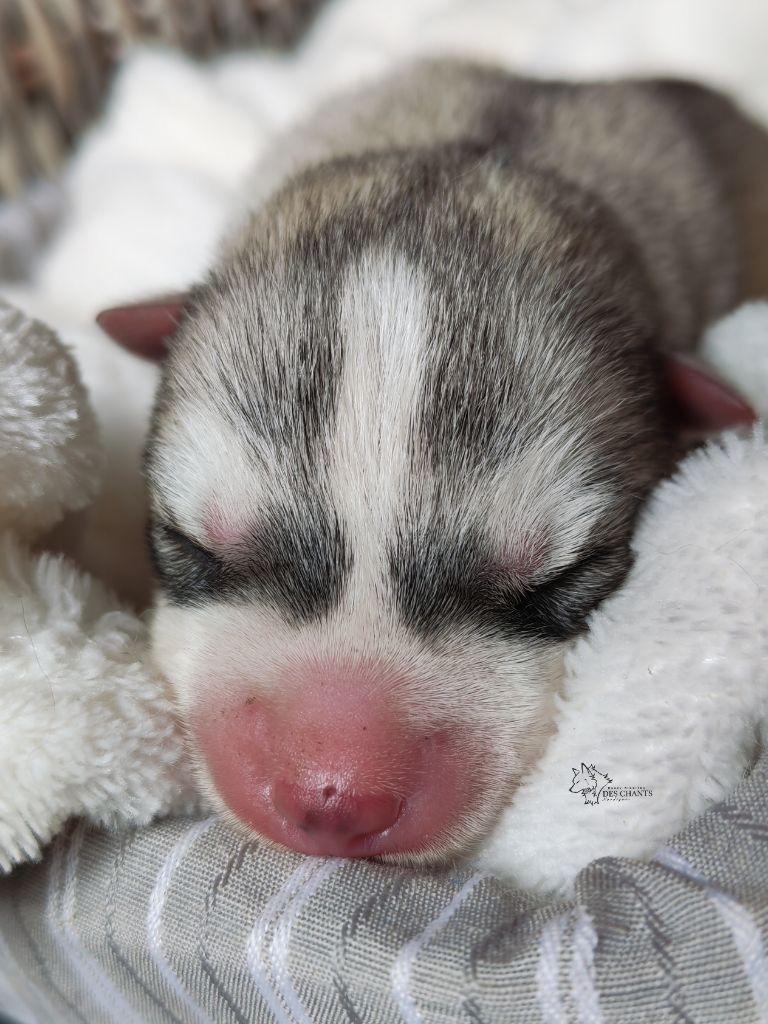 Des Chants Nordiques - Chiots disponibles - Siberian Husky